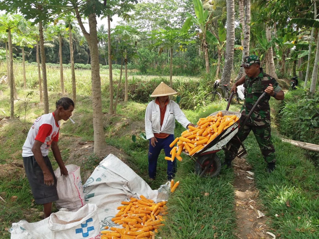 Wujudkan Swasembada Pangan, Babinsa Bantu Panen Jagung • Metro Times News