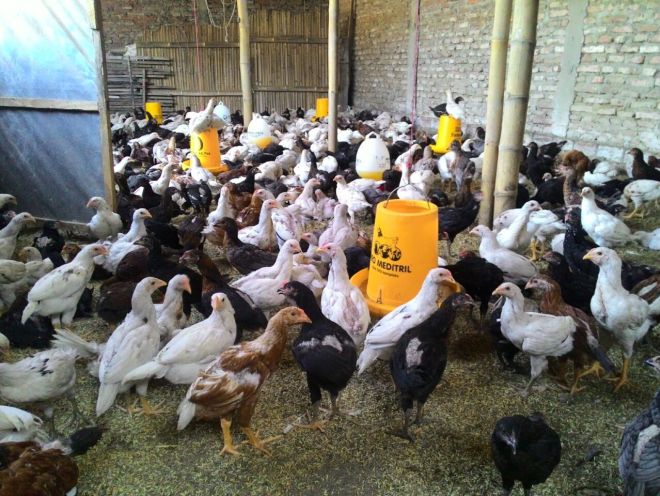 Di Peternakan Harga Ayam Anjlok Rp 8000 Per Kilogram